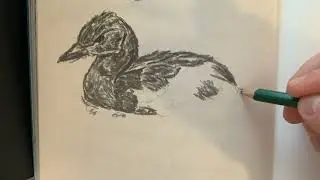Bird Drawing Time Lapse