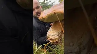 Mushrooms 2024 Eastern Europe 