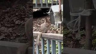 Белка на перекусе 🐿️