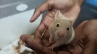 new pet Syrian hamster ❤️