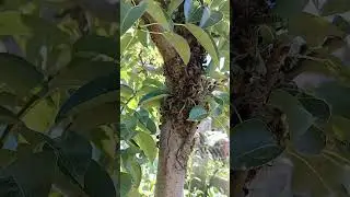 Загадка для пчеловодов. #bee