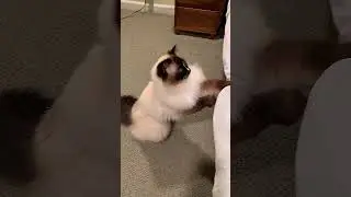 Pawsome Pursuit: Ragdoll Cat on the Hunt