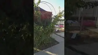 Обрезка плетистой розы осенью.