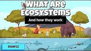 What Are Ecosystems? - And how they work. | BrainFizz