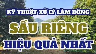 XỬ LÝ LÀM BÔNG SẦU RIÊNG RI6 Ở LÂM ĐỒNG
