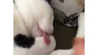 Cat - 