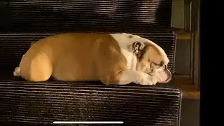 Stuck on the Stair - NOT MOVING - English bulldog