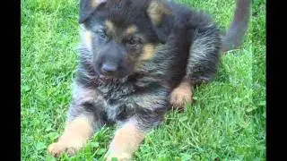 cachorros partor aleman - fotos tiernas - fotoretoque