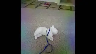 Дресерую собаку