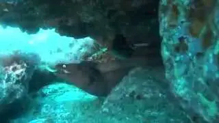BUCEO EN CANARIAS: EL CORTO