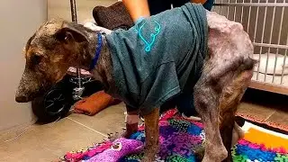 These bones in a sweater were called a DOG! It was her last morning, when suddenly