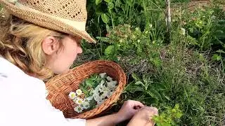 Два вида чая из Крымских трав.  Садовый жасмин.  Шалфей. Мешочки для чая своими руками. Вышивка.