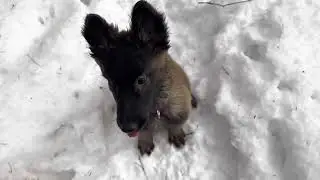 Воспитание щенка. Малинуа NikitA. 2 месяца и 22 дня. Отрабатываем подзыв.