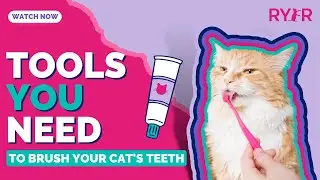 What Are The Proper Tools You Need to Safely Brush Your Cat's Teeth?