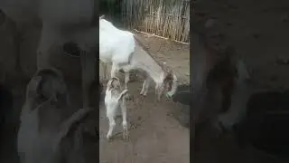 Perkembangan Anak Kambing Usia 2 Hari