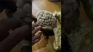 Marang