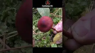 Кроваво-красный П. для окрашивания шерсти. Cortinarius sanguineus - Паутинник кроваво-красный.