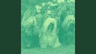 Lonely Moods for Classic Hounds