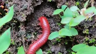 | Copyright-free, No copyright stock footage, Royalty-free video for youtube || Insect