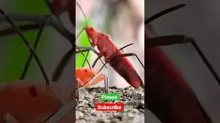 ant mating season /ant attack