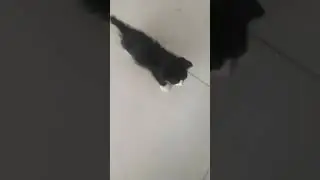 Dimana kamu karang ambu dan anak kok gak kelihatan  .ibuk sevi pingin ketemu #catlover cut cat.