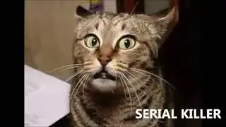 СМЕШНЫЕ ЖИВОТНЫЕ / Приколы с котами / Funny animals часть 6