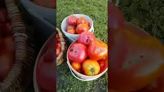 Как же тяжела и невыносима жизнь в этой деревне 😢 🤣🤣🤣🤣🤣🤣