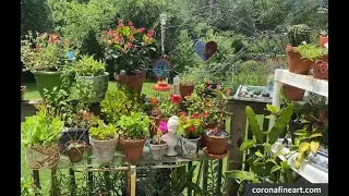 July Garden Update and Meadow/Community Garden Tour
