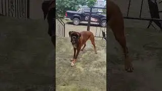 Немецкий боксер Харлюша, сладкая булочка #germanboxer #funnydog #немецкийбоксер #dog #батуми