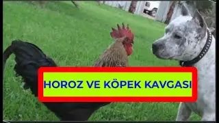 HOROZ ve KÖPEK KAVGALARI |