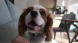 查理王小猎犬｜给手