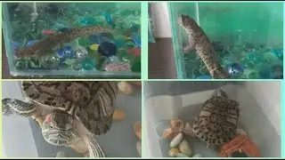 Дошли рученьки до аквариумов. Красноухая черепаха и тритон.