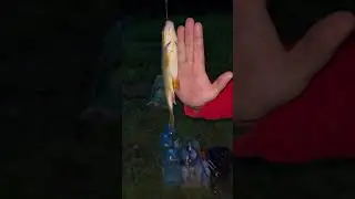 этто рыба @б