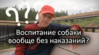 Воспитание собаки без наказания - как это?