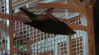 KaNicki My Parrot  Dancing with Himself  UpsideDown !...... I am so Sneaky