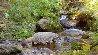 Badger Crosses a Stream in Montana