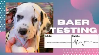 BAER (hearing) TESTING for dogs