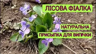 ФІАЛКА. Натуральна присипка для випікання. VIOLET.Natural baking powder.#выпечка#bakery