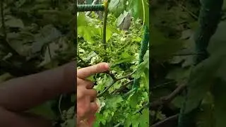 виноградник