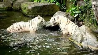 Majestic White Bengal Tigers Full HD Documentary 🐅 