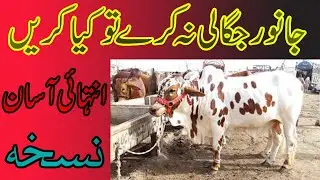 Janwar Agar Jugaali Na karey To kia Ilaaj Karen