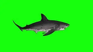Free Green Screen Video - Shark Attack
