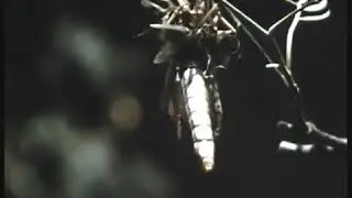 La Huitième Plaie, l invasions de sauterelles au Maroc, en 1959