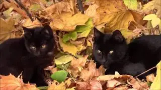 Осенние котики