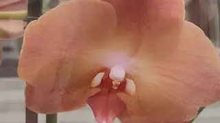 27.07.24.ПЛАНЕТА ЛЕТА🌺.