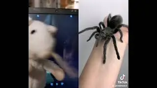 IKEA mouse Skorostilda (Speedhilda) is arachophobic)