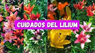 Cómo cuidar los LILIUM también conocidos como LILIES/ AZUCENAS/  LIRIOS/ LILIO
