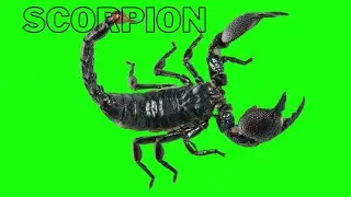 Scopion green screen video |bicho| chroma key video \copyrigt free video