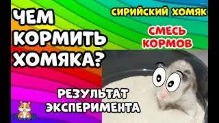 ЧЕМ КОРМИТЬ ХОМЯКА? СУХОЙ КОРМ. РЕЗУЛЬТАТ ЭКСПЕРИМЕНТА.