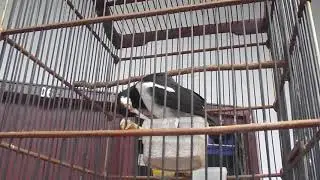 Wow! Hear This Love Bird Singing Voices #shorts #lovebird